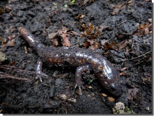 ヒダサンショウウオ新規開拓