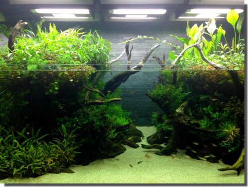 水族館と自然下の生き物について思うこと