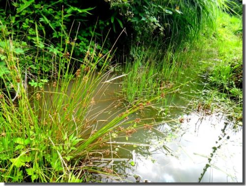 ナミゲンゴロウ探し