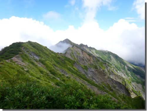 大山登山しながらサンショウウオ観察がしたい
