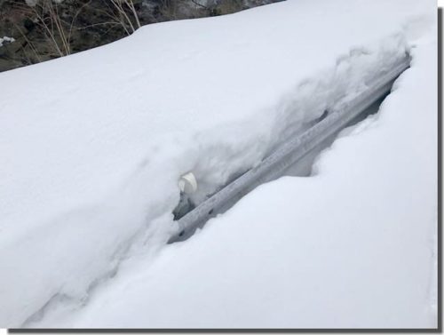 ヒダサンショウウオを探しに行ったものの...