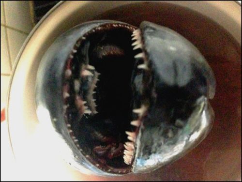 サットウを釣って骨格標本にしてみた ~サットウの骨格標本作製~