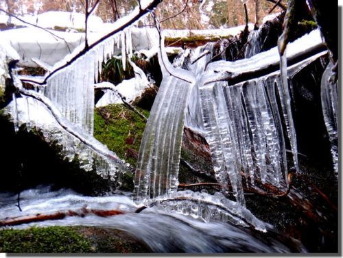 二匹目のドジョウならぬサンショウウオを狙う