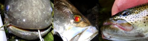 日本三大怪魚制覇!