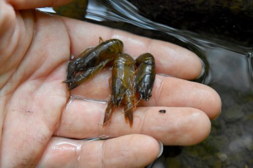 タンカイザリガニ採集