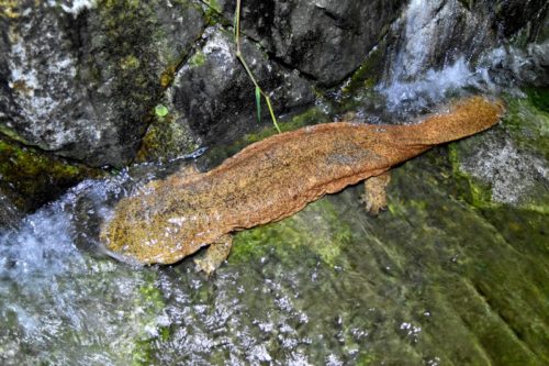 都会のオオサンショウウオ観察