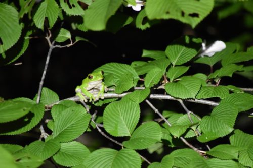 モリアオガエルを探して