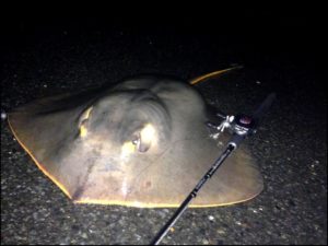 身近に潜む怪魚 アカエイ を釣りまくる トトコレ