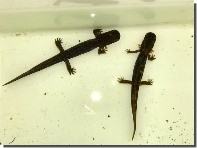 【怪しい白い粉?】サンショウウオの餌やりで“ダスティング”を試した