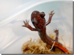 ハコネサンショウウオ、上陸しました | トトコレ