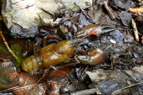 タンカイザリガニ採集 Part 2