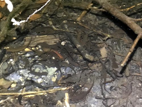 アカハライモリの大群に遭遇した