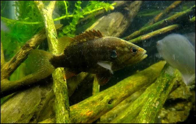 魅力あふれる淡水魚『オヤニラミ』の飼い方