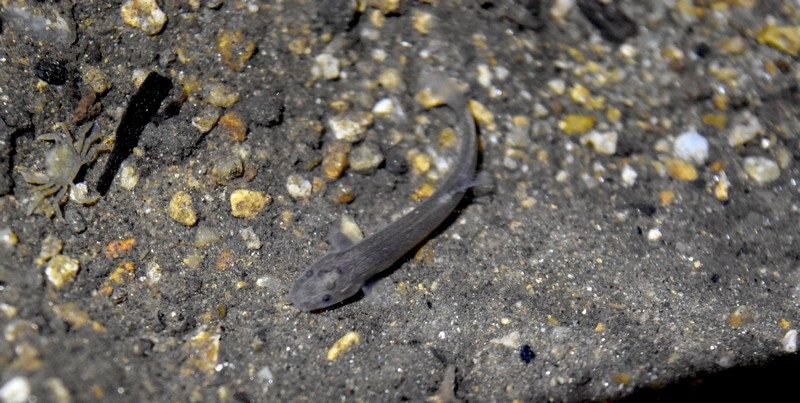 【渓流に住む泥鰌】ナガレホトケドジョウを探して