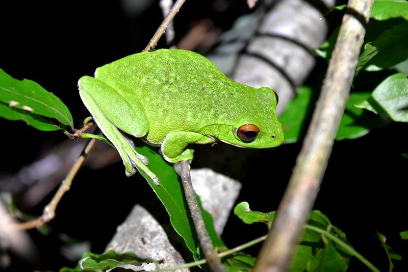 こんな時期に 繁殖期でなくてもモリアオガエルは見つけられるのか トトコレ