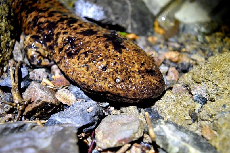 陸上にも水中にもあたり一面オオサンショウウオ！
