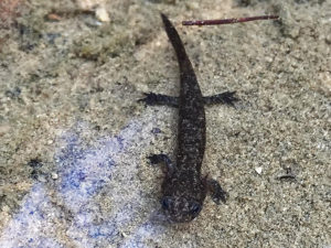 【小さな英雄】ヒダサンショウウオ幼生登場 | トトコレ