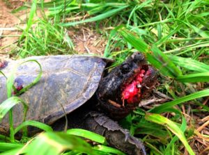 捕獲した「カミツキガメ」を食べて骨格標本にしてみた | トトコレ