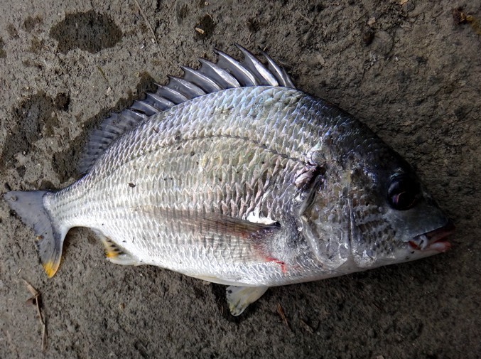 高知の怪魚 アカメ釣り トトコレ