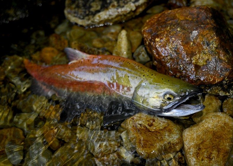 ヒメマス釣りに十和田湖へ ~予想外の大爆釣~