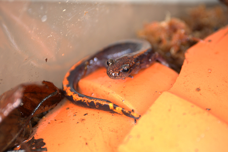 珍しい日本在来種のヘビ「シロマダラ」を岡山で観察する