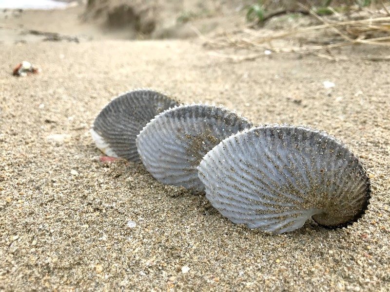 冬のビーチコーミング！漂着したアオイガイの殻を探して鳥取の砂浜を駆けまわる | トトコレ