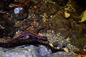 【1点物】極美品☆極希少 透明骨格標本 ハコネサンショウウオ 幼体 約50mm DSC_0472-300x200.jpg