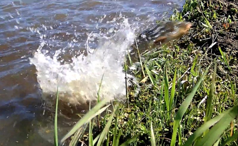 【流水性の小型サンショウウオ】ハコネサンショウウオ成体を鳥取県で観察する