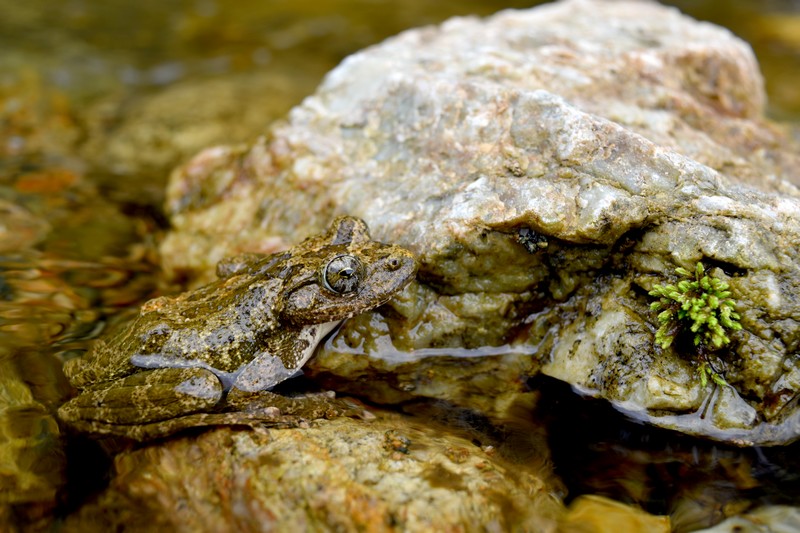 【渓流に生息する両生類】美しい鳴き声のカジカガエルを観察する
