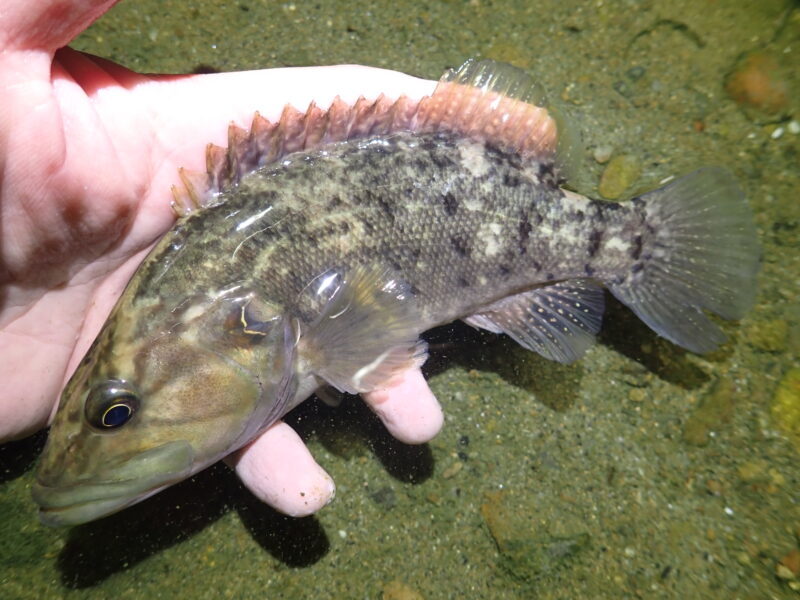 絶滅危惧種であり外来種であるヒナモロコを静岡で釣って採集する
