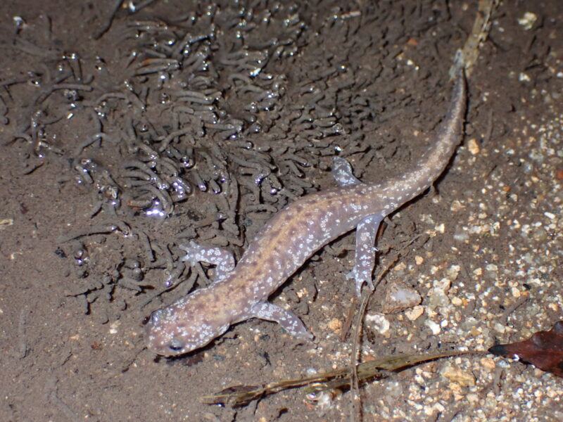 ヒバサンショウウオ？新種？一風変わったサンショウウオと出会う