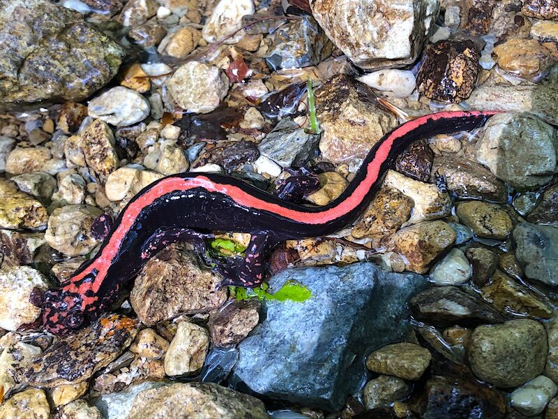 桃色吐息】紅いハコネサンショウウオを探せ | トトコレ