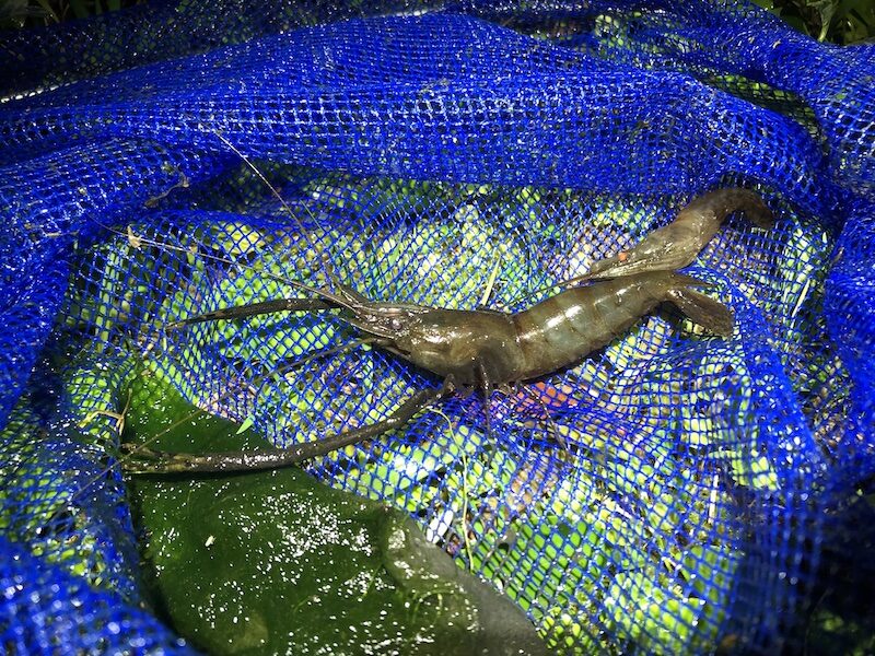 【食レポ】テナガエビを採って食べてみた in 奄美大島