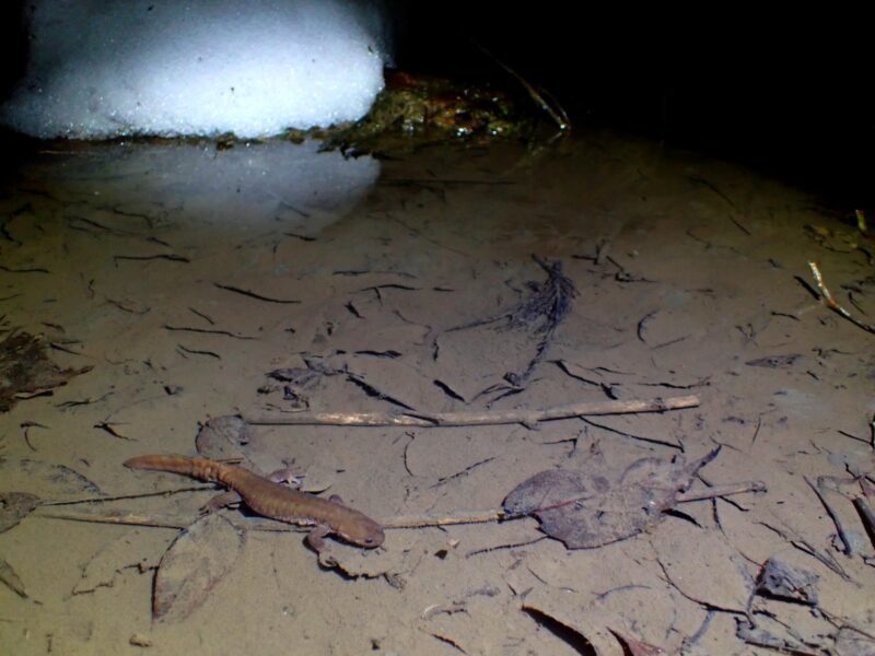 【コタツからの脱出】山陰にてサンインサンショウウオを探す旅