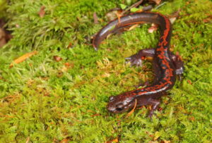 魔の山へ飛べ】ハコネサンショウウオの動向を調査せよ | トトコレ