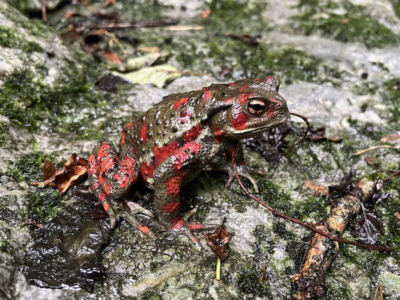 赤い彗星】サンショウウオ探しをナメてたらナガレヒキガエルに笑われた話 | トトコレ