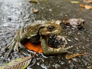 近畿の渓流にて】ナガレヒキガエルのお祭に遭遇した話 | トトコレ