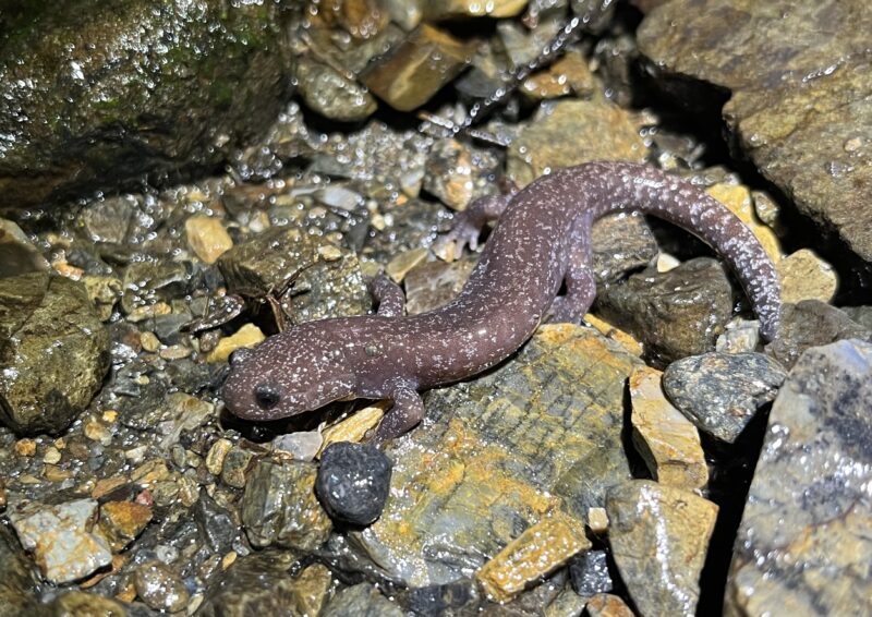 【あの人は今】4年ぶりにマホロバサンショウウオを振り返る