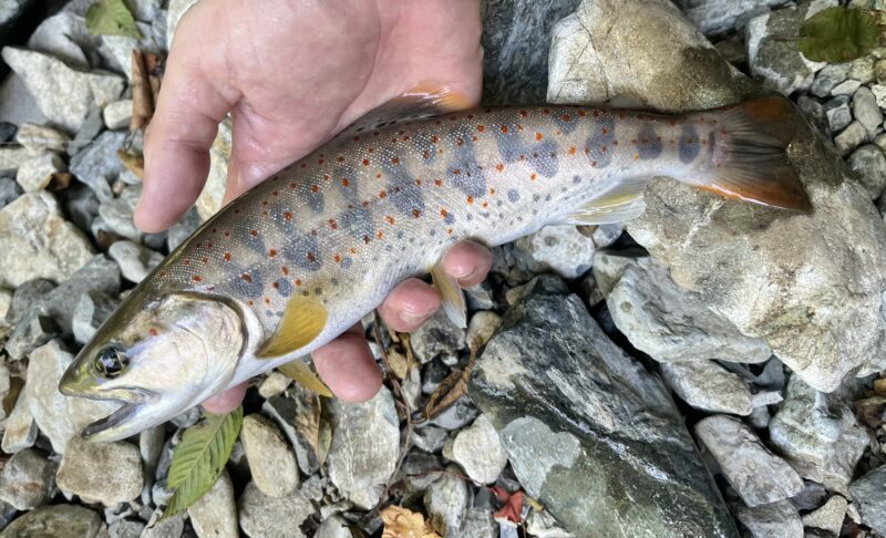 【パーマークと朱点】渓流魚・アマゴの魅力