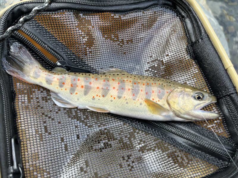 【レビュー】TocoTocoの森（奈良県川上村）の渓流釣り堀が最高すぎた