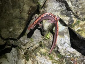 ヒダサンショウウオ・ハコネサンショウウオ ※取引中 冬山でヒガシヒダサンショウウオ・ハコネサンショウウオ・マダラ