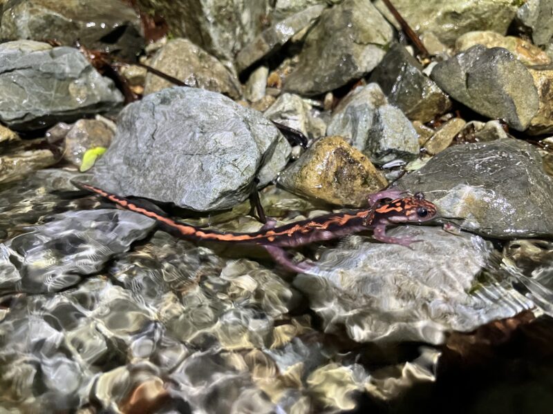 【意外といる】「川」にいるハコネサンショウウオを観察する