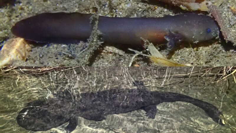 オオサンショウウオの幼生を探していたら巨大な主に出会った