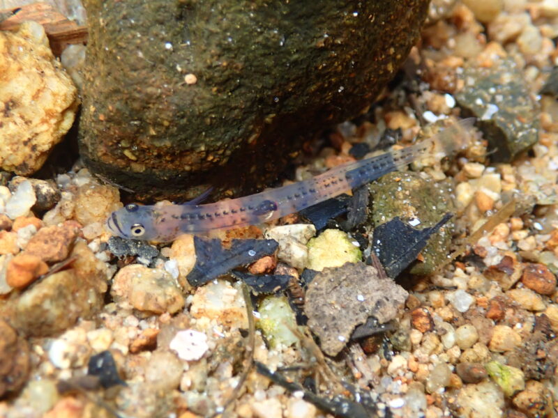 全身透明な不思議な魚「シロウオ」を探す